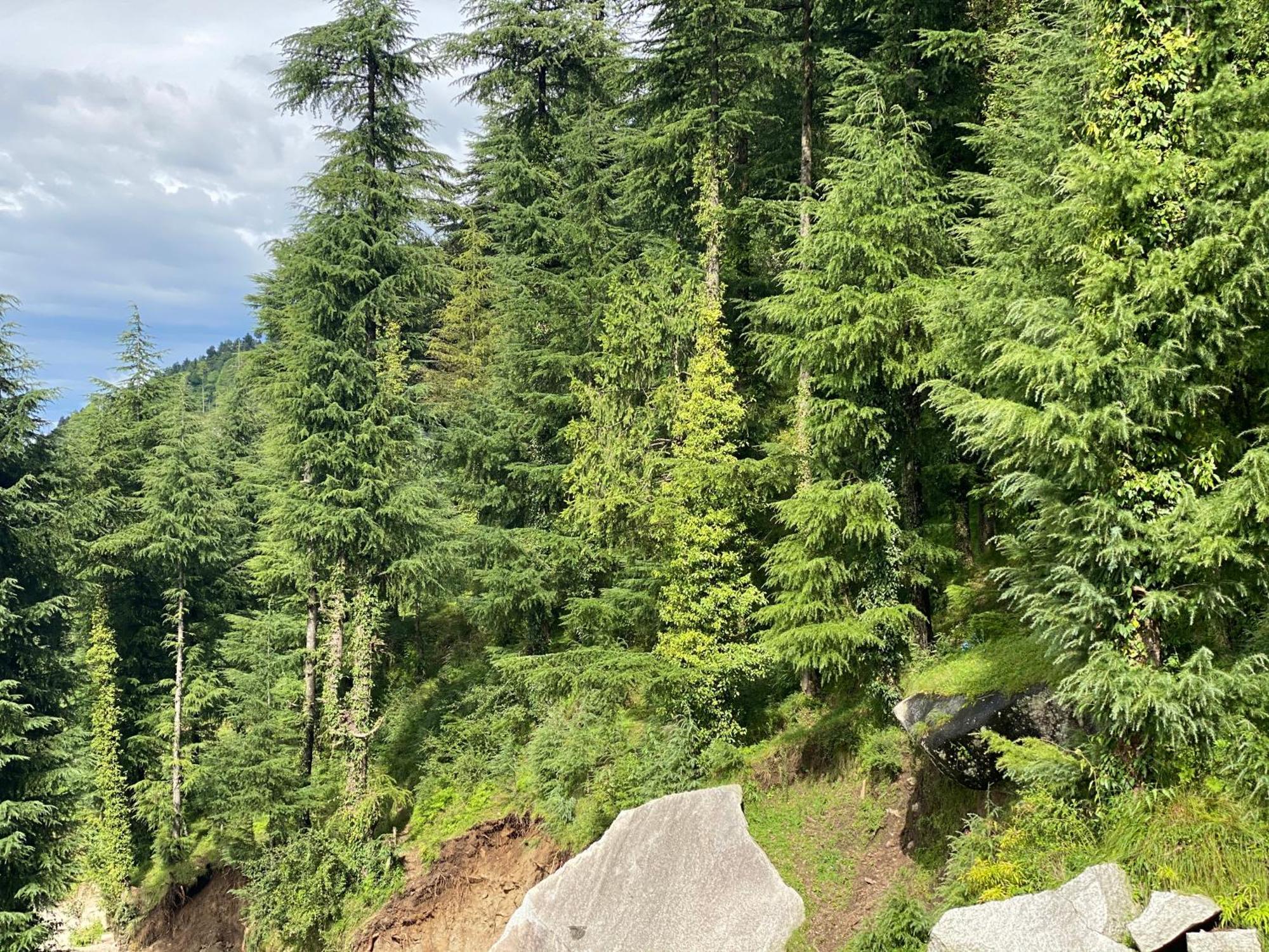 Aditya Homestay Далхаузи Экстерьер фото