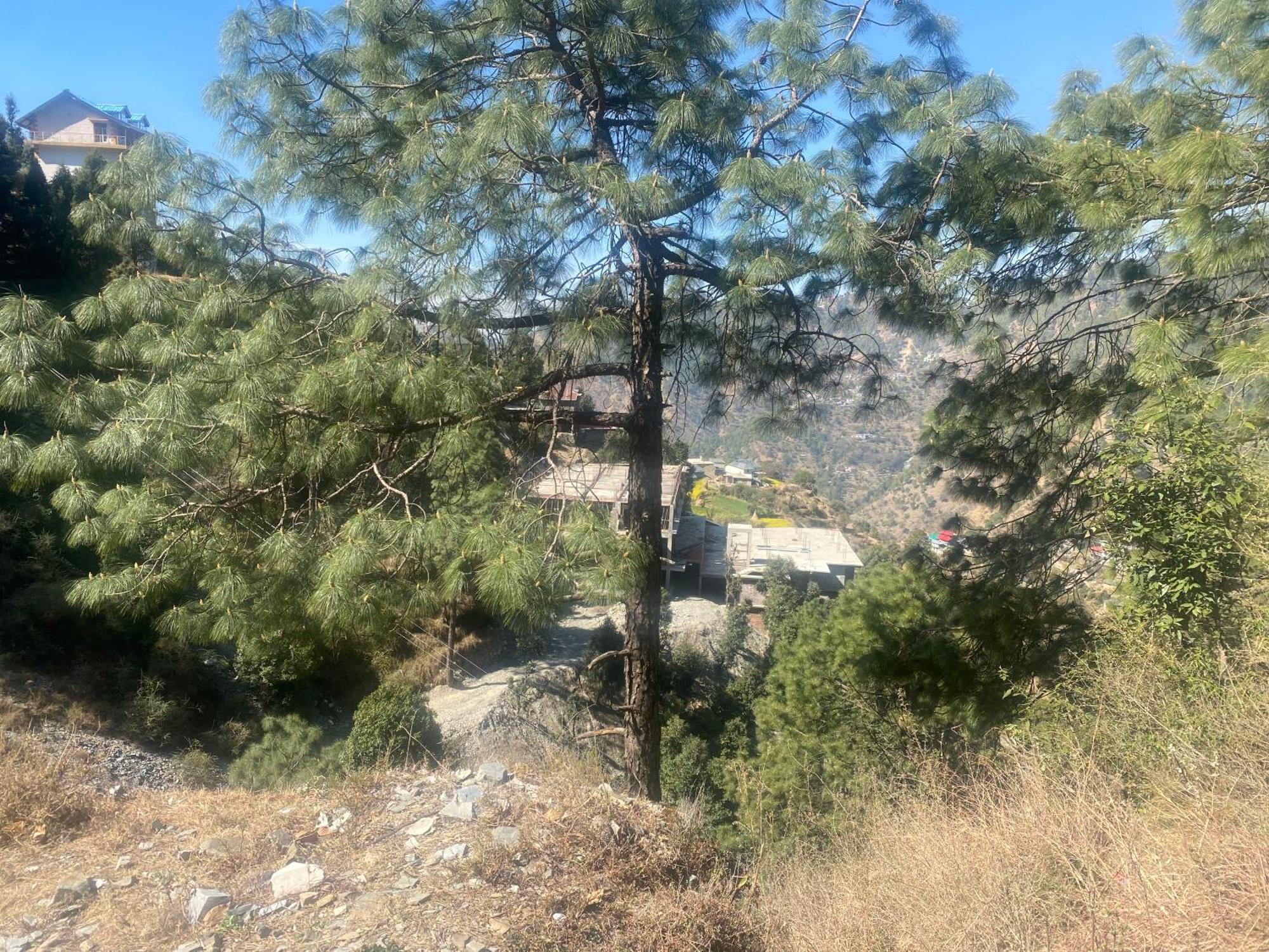 Aditya Homestay Далхаузи Экстерьер фото
